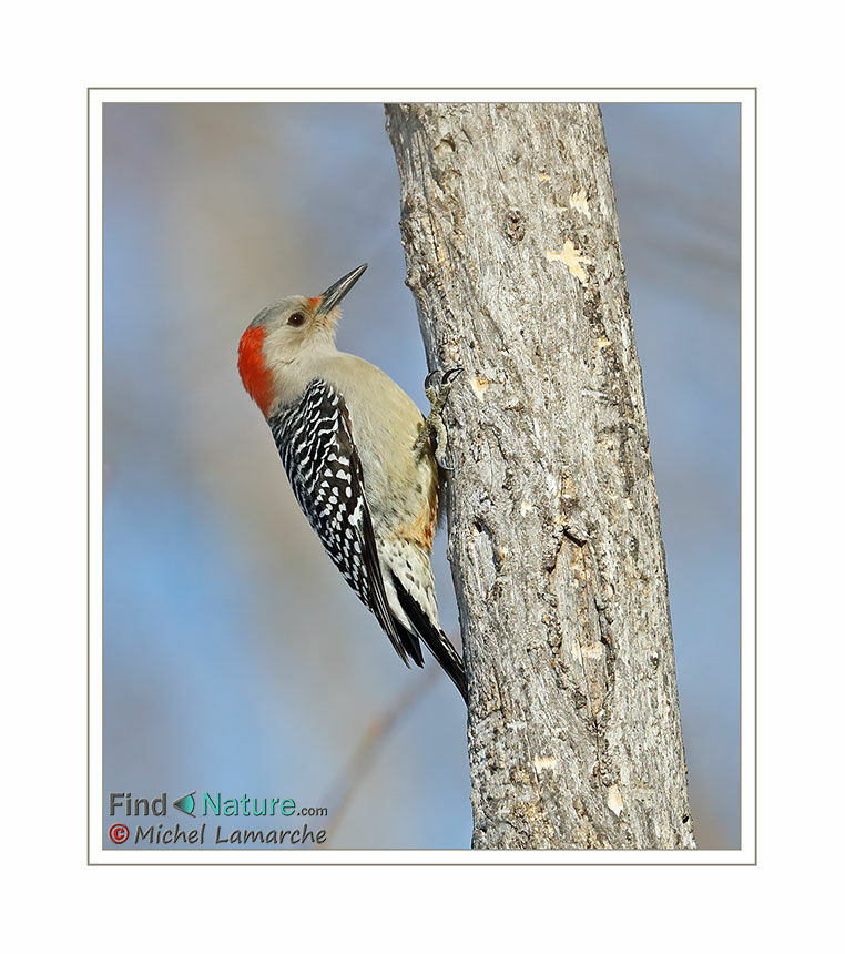 Red-bellied Woodpecker female adult