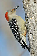 Red-bellied Woodpecker