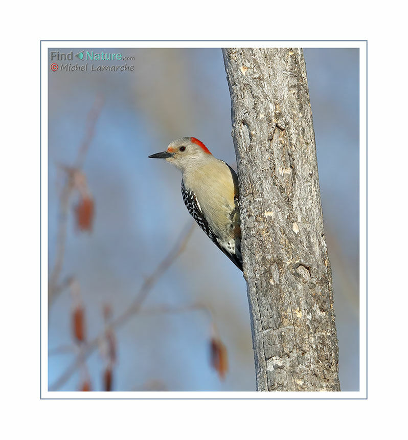 Red-bellied Woodpecker female adult