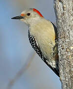 Red-bellied Woodpecker