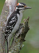 Hairy Woodpecker