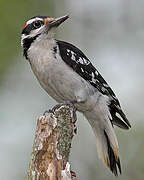 Hairy Woodpecker