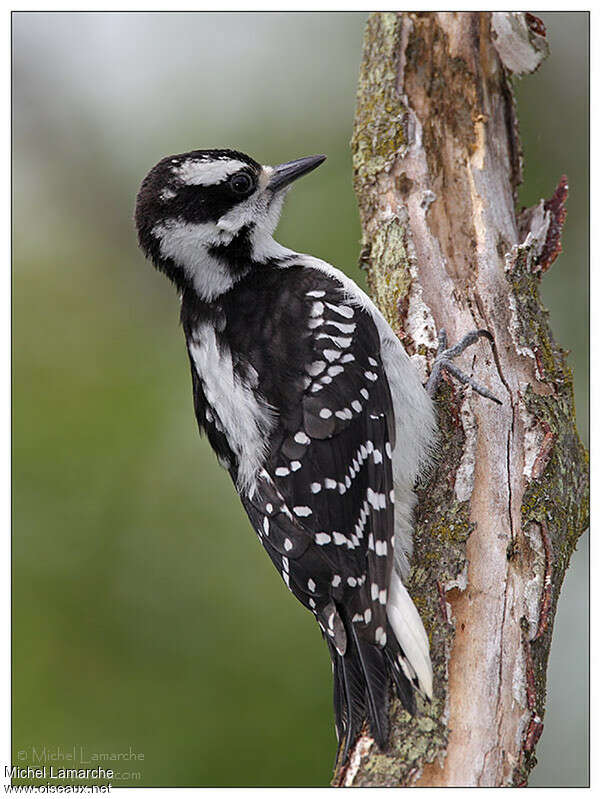 Pic chevelu femelle adulte, identification