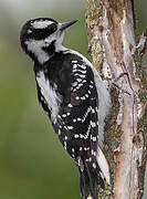 Hairy Woodpecker