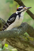 Hairy Woodpecker