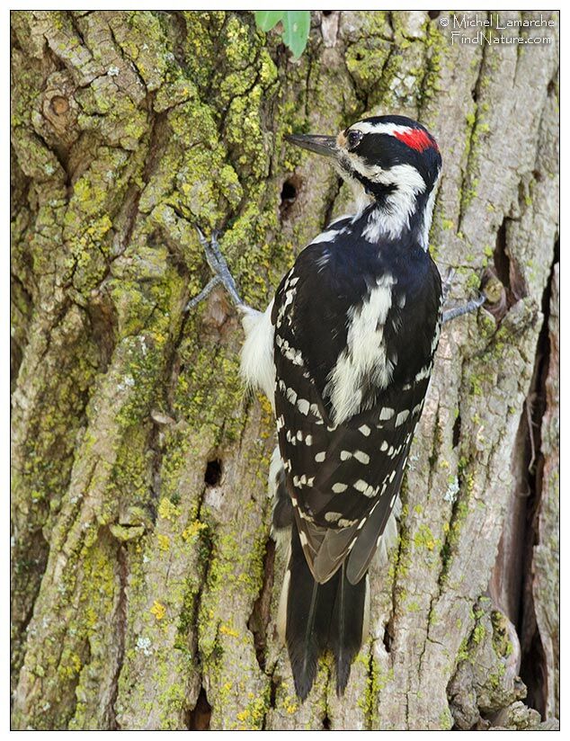 Hairy Woodpecker male adult