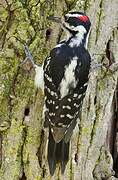 Hairy Woodpecker