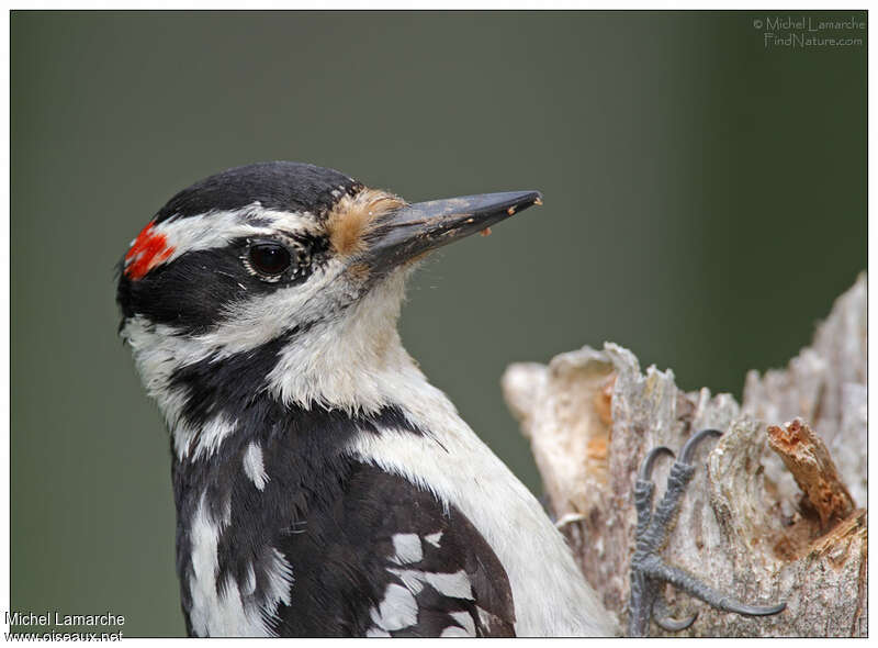 Hairy Woodpecker male adult, close-up portrait