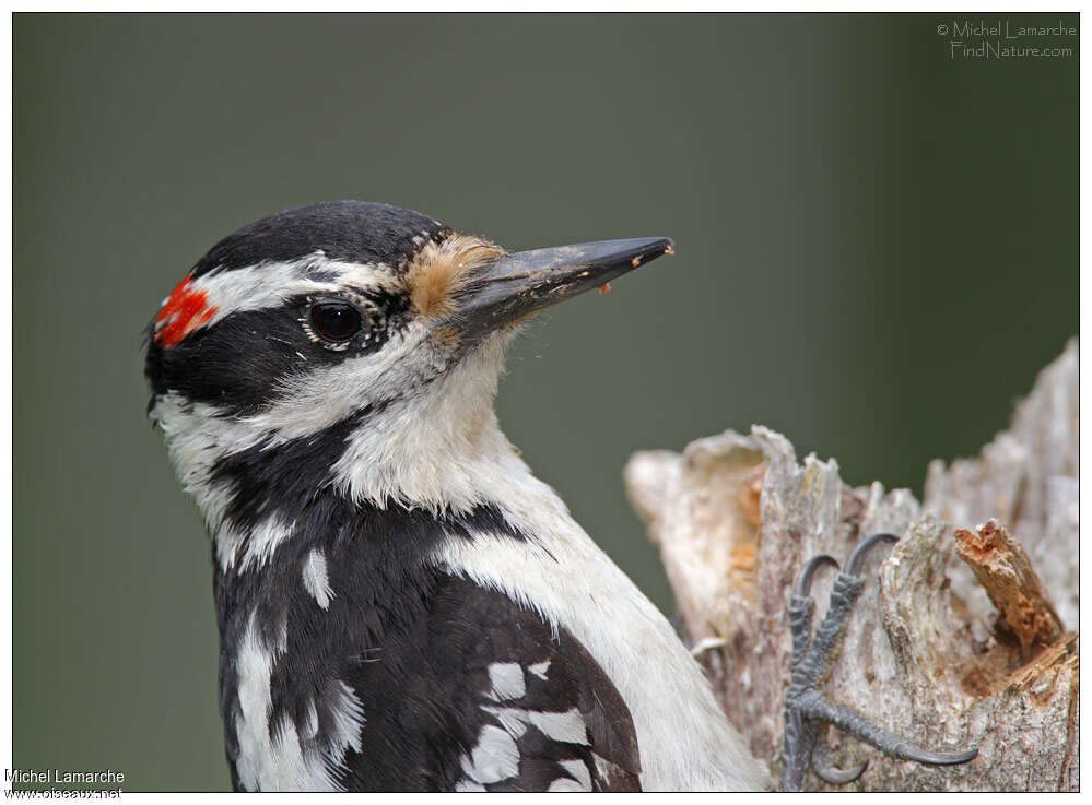 Hairy Woodpecker male adult, close-up portrait