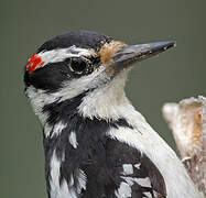 Hairy Woodpecker