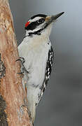 Hairy Woodpecker