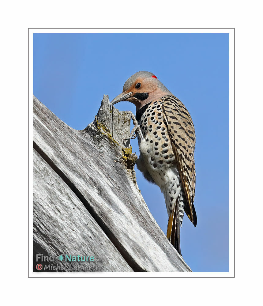 Northern Flicker male adult