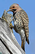 Northern Flicker