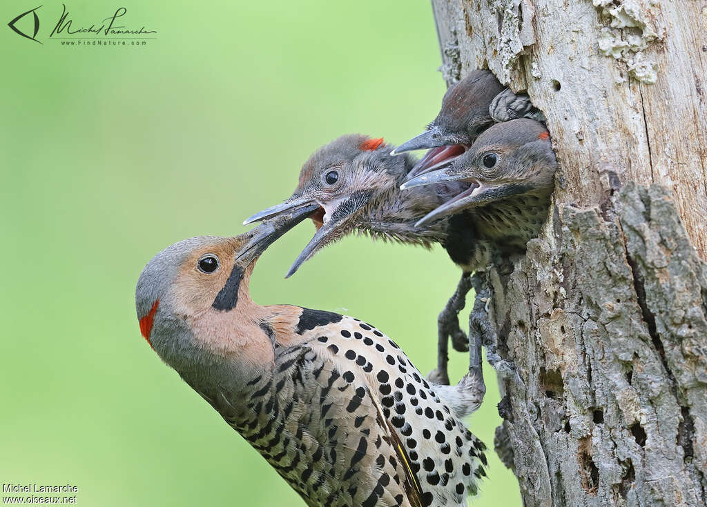 Northern Flicker, eats, Reproduction-nesting