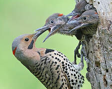 Northern Flicker