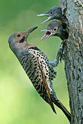 Northern Flicker