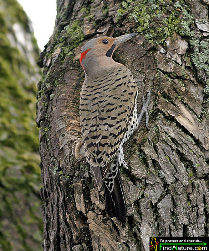 Northern Flicker