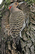 Northern Flicker