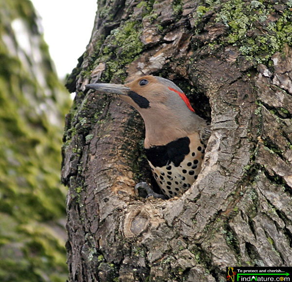 Northern Flicker