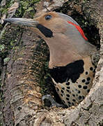 Northern Flicker