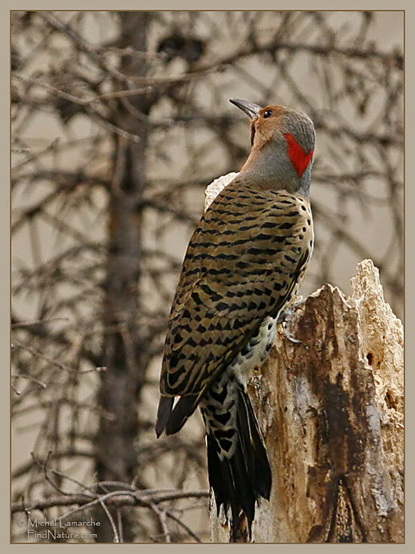 Pic flamboyant mâle adulte