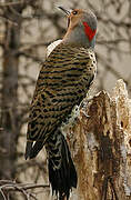 Northern Flicker