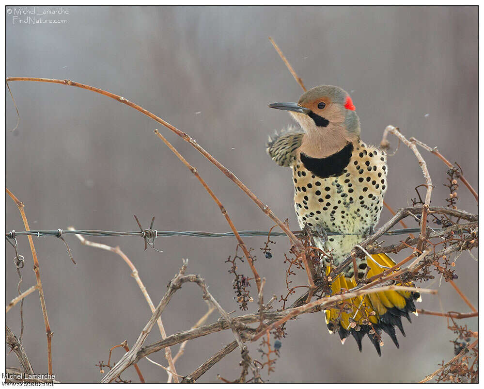 Northern Flicker male adult breeding, close-up portrait, pigmentation