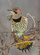 Northern Flicker