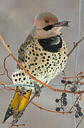 Northern Flicker