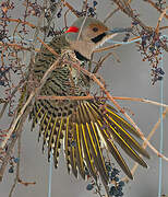 Northern Flicker