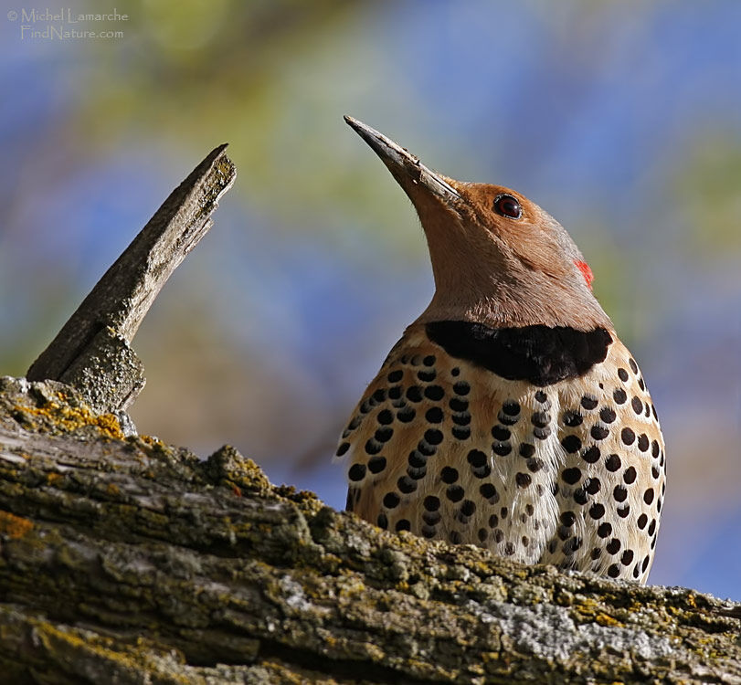 Northern Flicker female adult