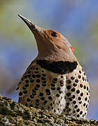 Northern Flicker