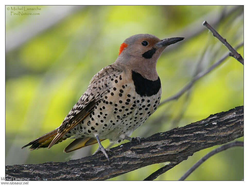 Northern Flicker male adult, identification