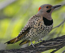 Northern Flicker