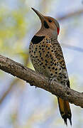 Northern Flicker