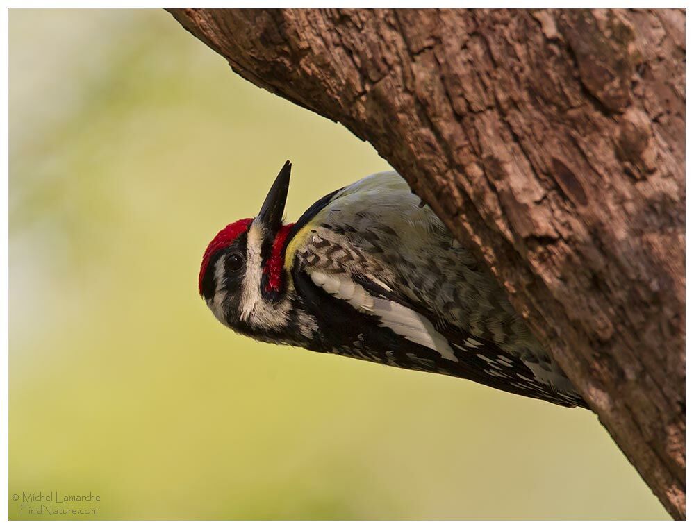 Yellow-bellied Sapsucker male