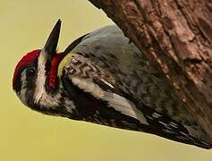 Yellow-bellied Sapsucker