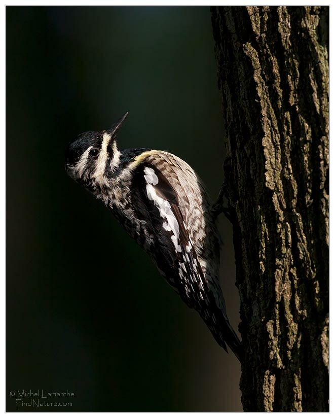 Yellow-bellied Sapsucker