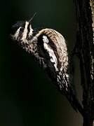 Yellow-bellied Sapsucker