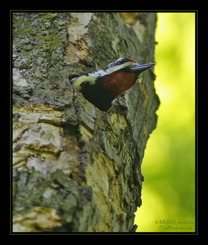 Pic maculé mâle adulte