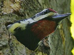 Yellow-bellied Sapsucker