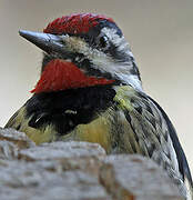 Yellow-bellied Sapsucker