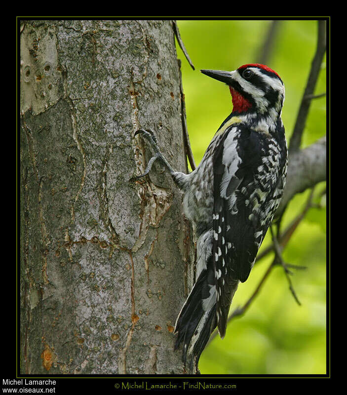 Yellow-bellied Sapsucker male adult, identification