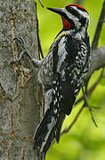 Yellow-bellied Sapsucker