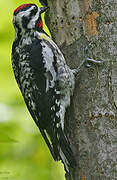 Yellow-bellied Sapsucker