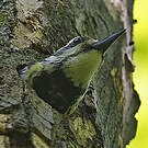 Pic maculé
