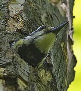 Yellow-bellied Sapsucker