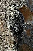 Yellow-bellied Sapsucker