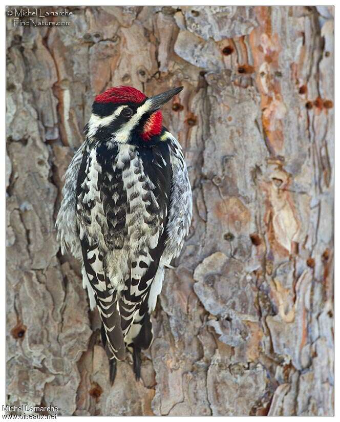 Yellow-bellied Sapsucker male adult, habitat, pigmentation, eats