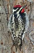 Yellow-bellied Sapsucker